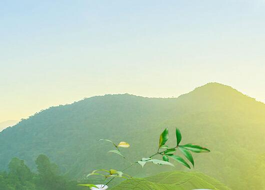 广州茶文化.jpg 广州茶文化.jpg